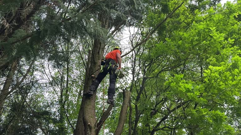 How Our Tree Care Process Works  in  Lebanon South, PA